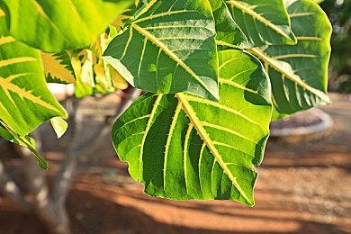 开放世界RPG《仙剑世界》起源PV 今日全平台首发